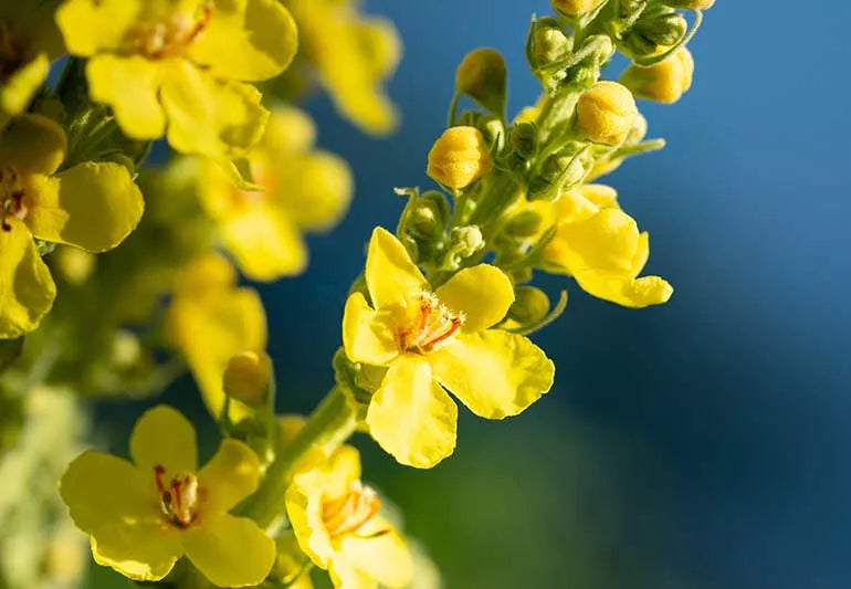 Yellow Mullein Flower seeds for Planting - Cut Flower Favorite, Heirloom & GMO Free Seeds for Home Garden