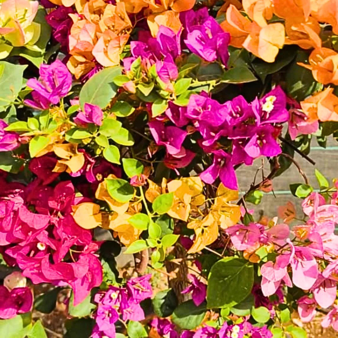 MultiColour Bougainvillea Flower Seeds for Planting Cottage Garden Essential Heirloom & GMO Free Seeds for Home Garden
 
 Sale