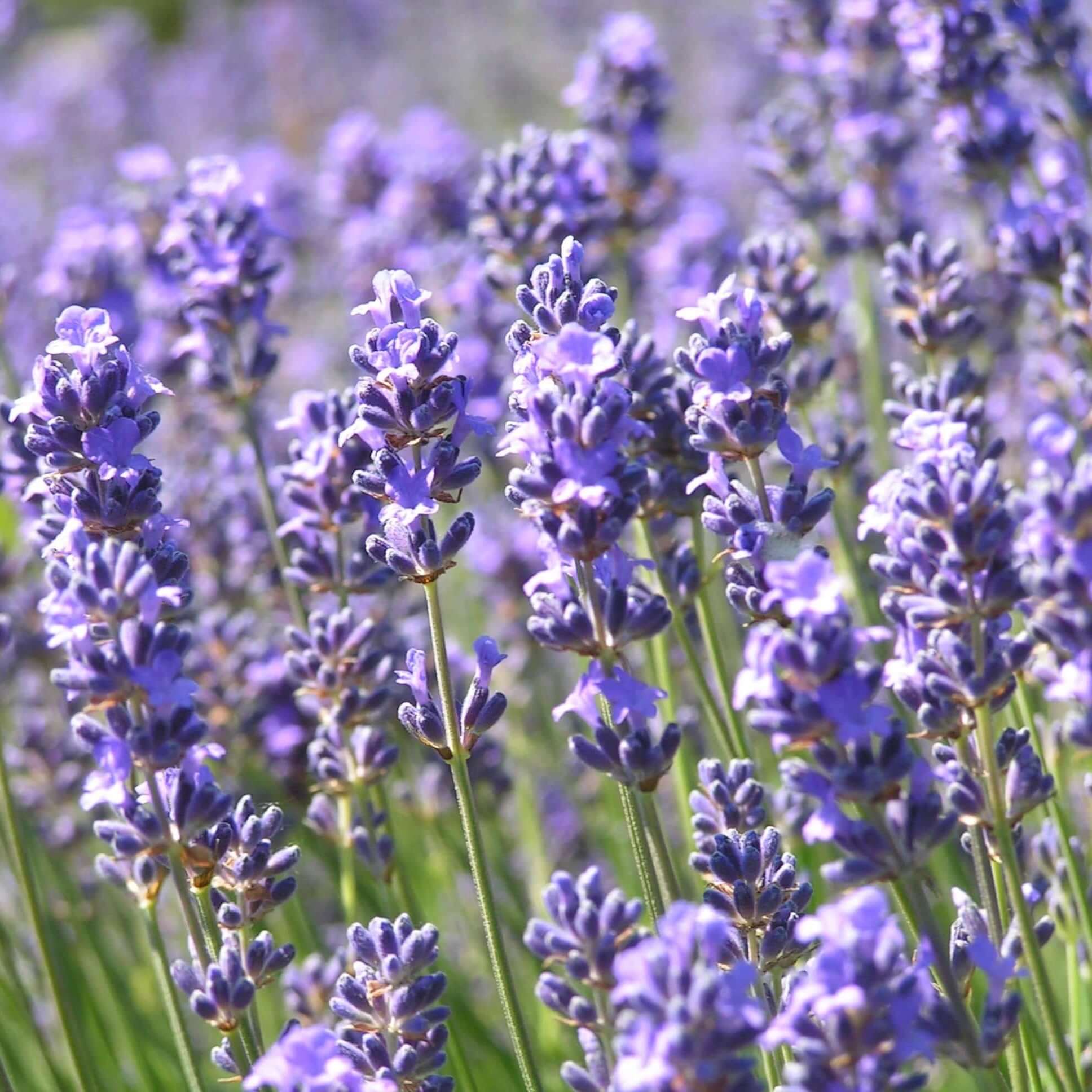 Munstead Lavender Flower Seeds for Planting - Grow Beautiful Lavender in Your Garden - Evergrowseeds
