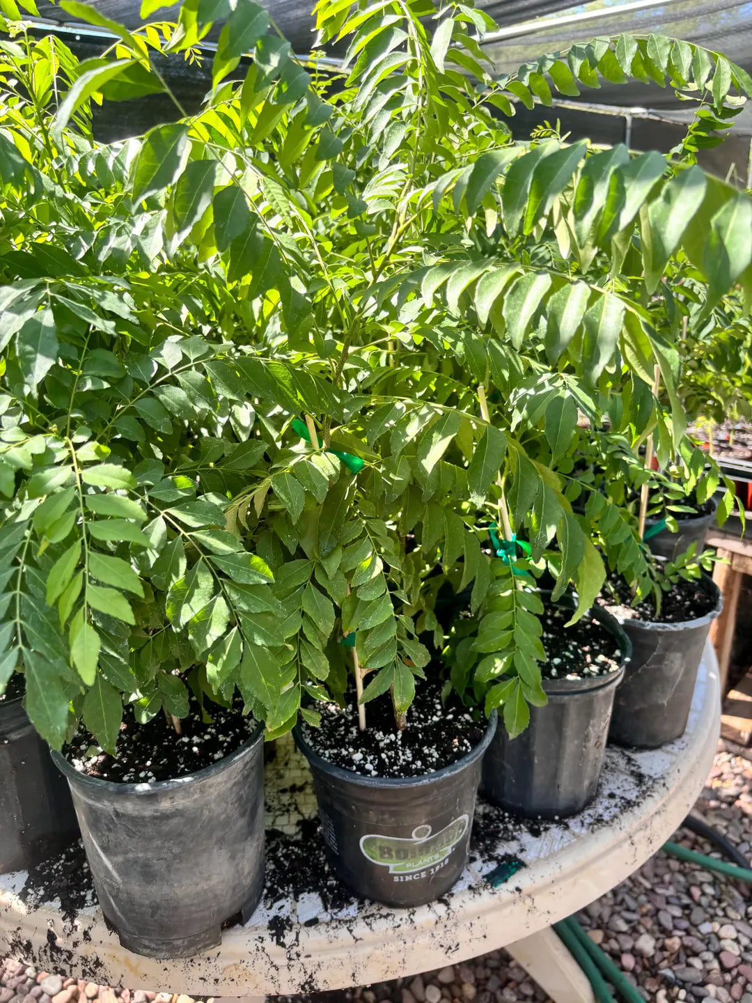 Murraya Koenigii Seeds for Planting - Grow Your Own Curry Leaf Plant