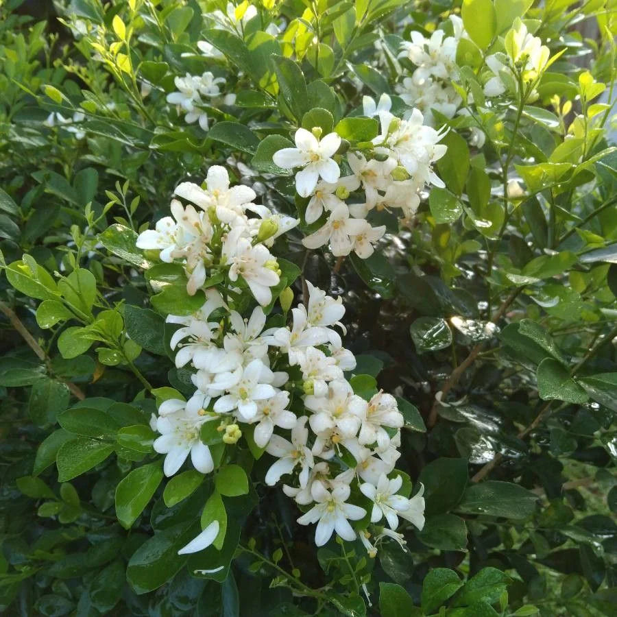 Murraya Paniculata Flower seeds for Planting Long Bloom Season Heirloom & GMO Free Seeds for Home Garden
