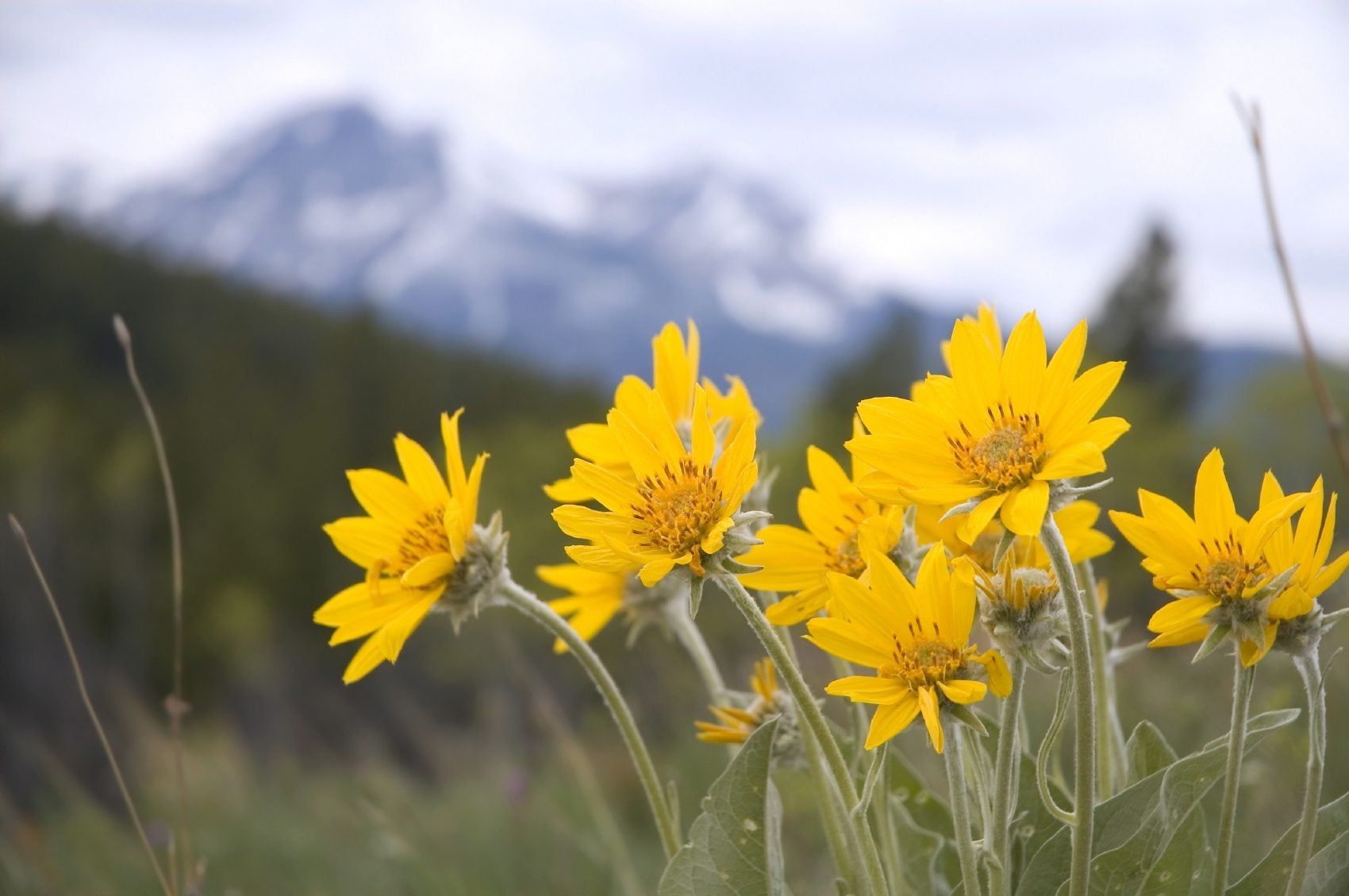 Yellow Mountain Arnica Flower Planting Seeds