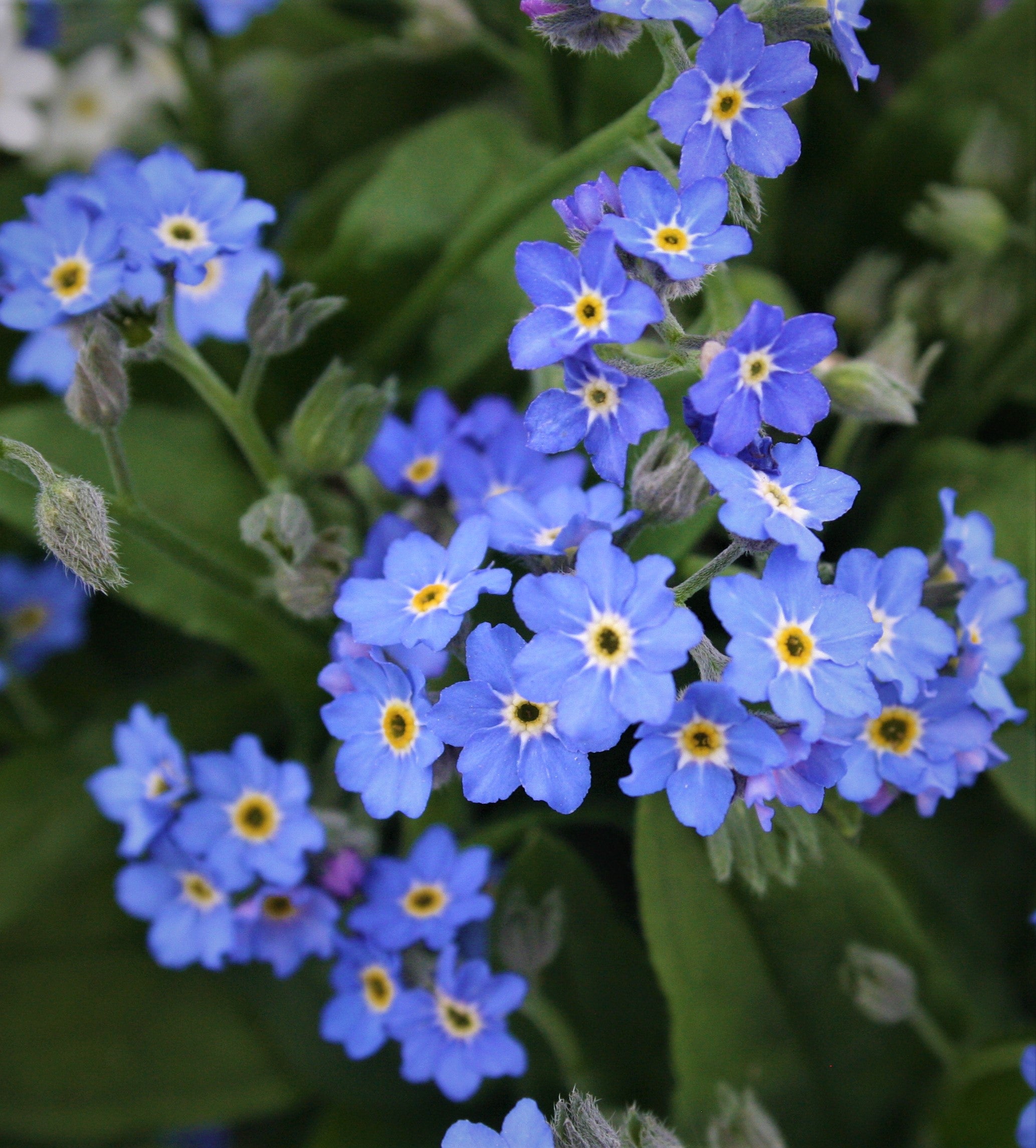 Blue Myosotis Alpestris Seeds for Planting