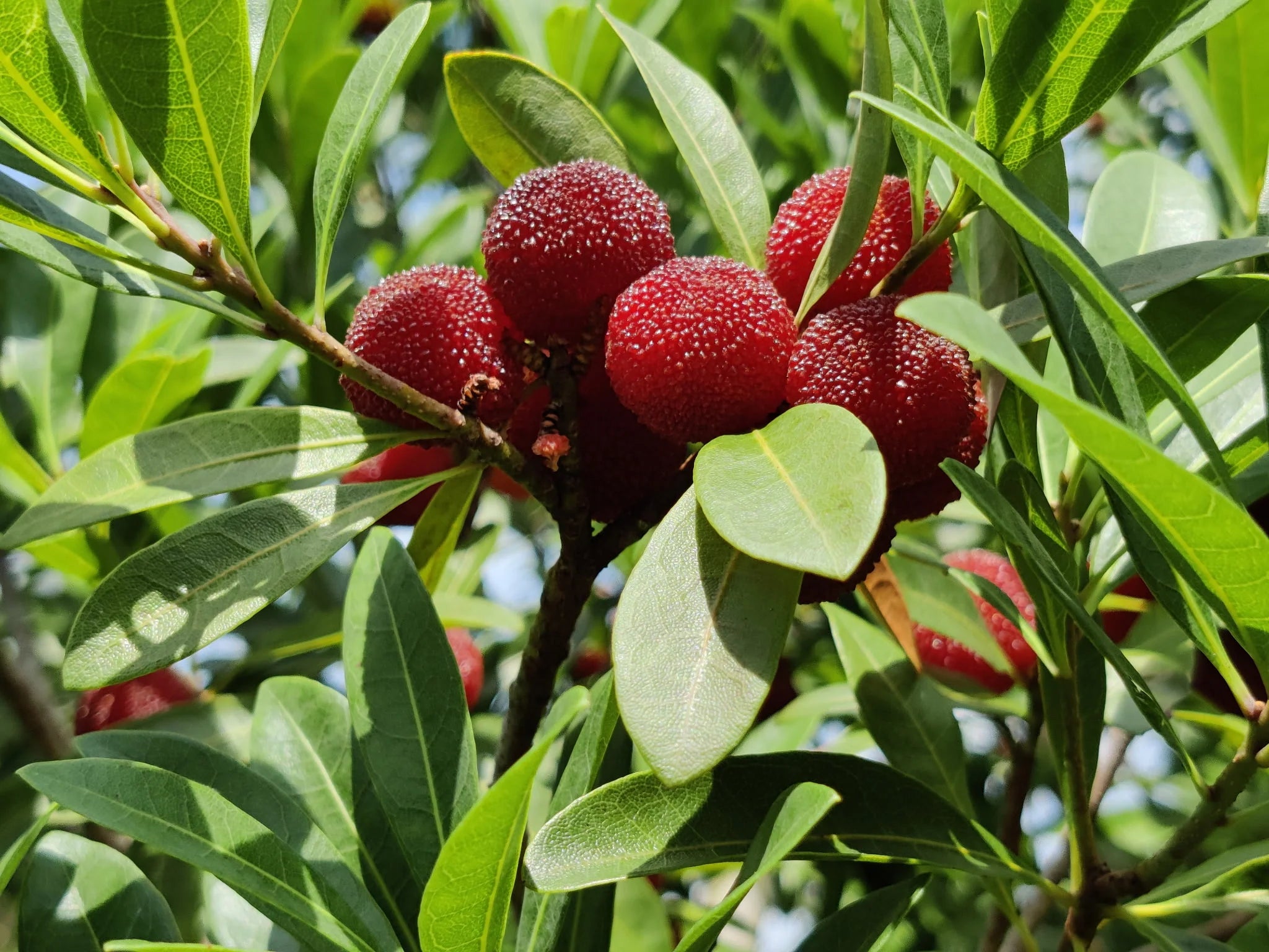 Yangmei Fruit Seeds for Planting  Premium Quality Seeds for Cultivating Exotic, Sweet, and Juicy Yangmei Fruits in Your Home Garden