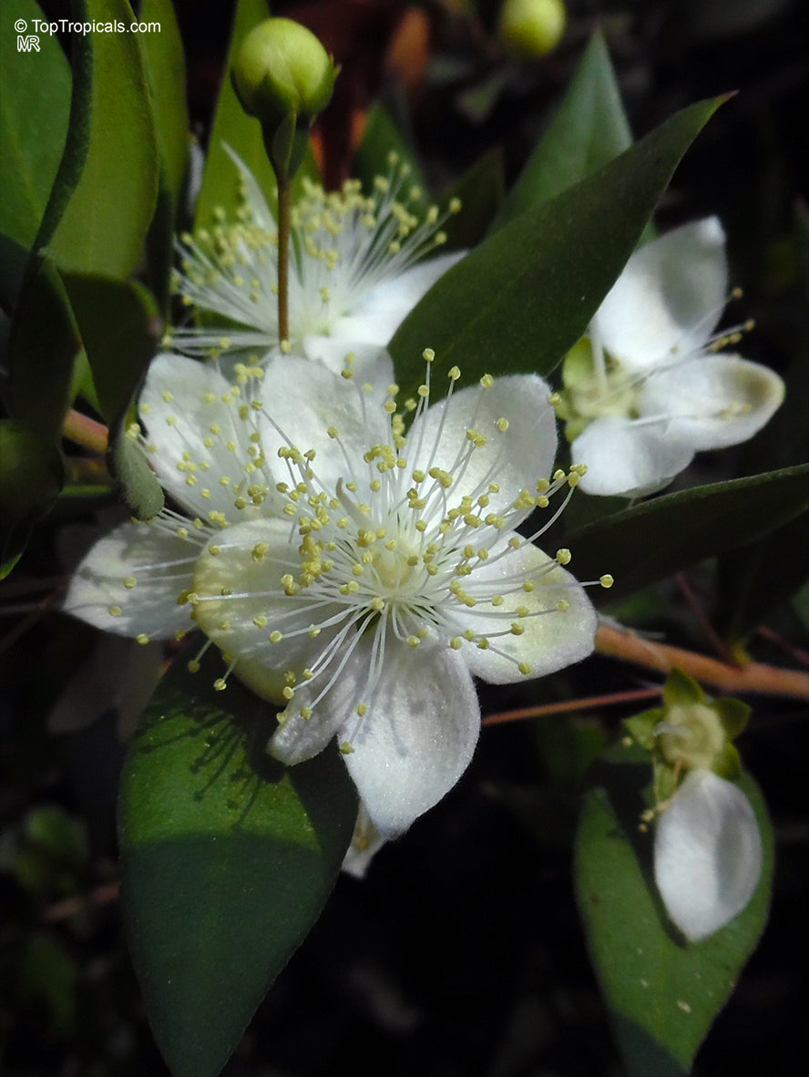 Myrtle Flower seeds for Planting - Fragrant Blossoms, Heirloom & GMO Free Seeds for Home Garden