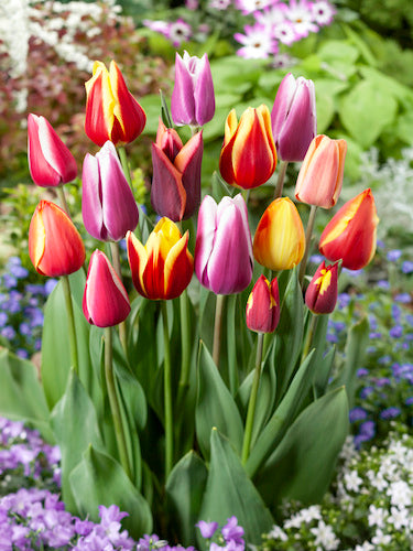 Tulips Flower seeds for Planting - Long Bloom Season, Heirloom & GMO Free Seeds for Home Garden