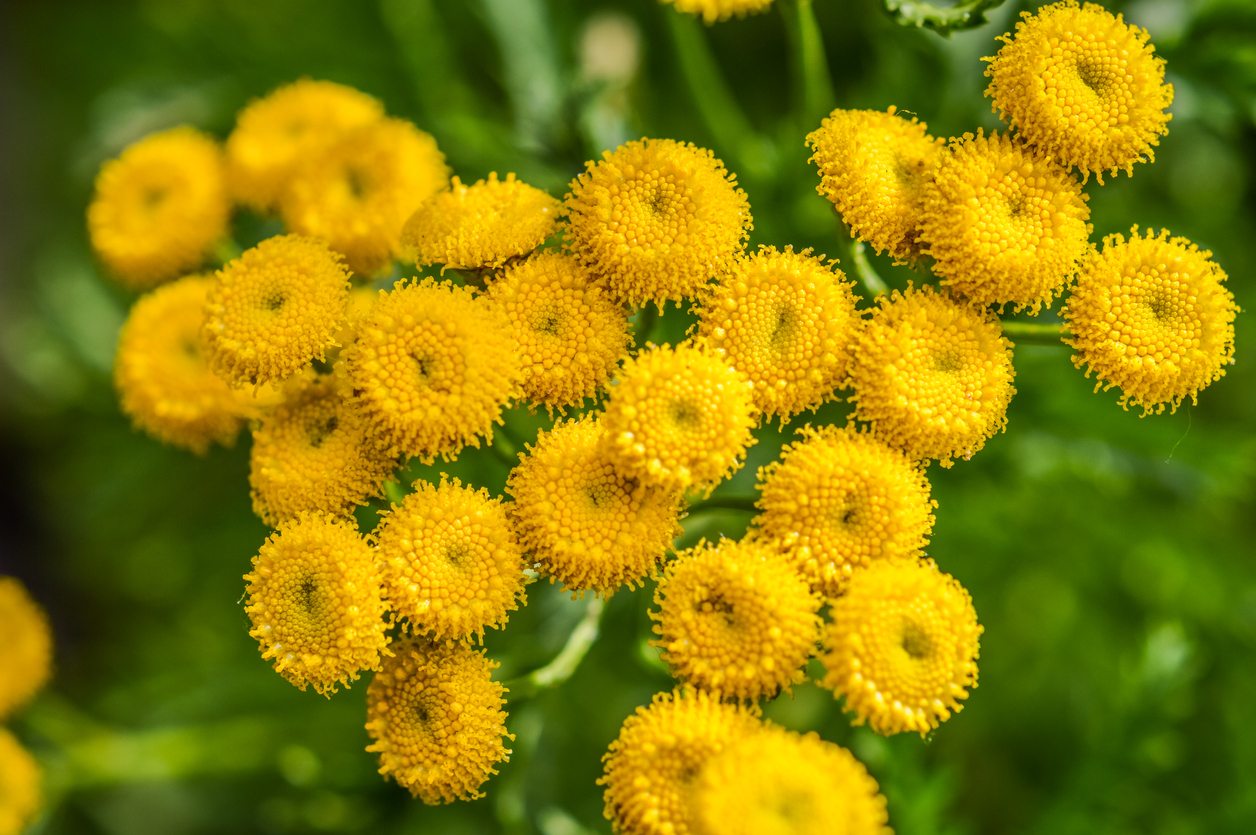Heirloom Tansy Flower seeds for Planting Bright Blooms Heirloom & GMO Free Seeds for Home Garden