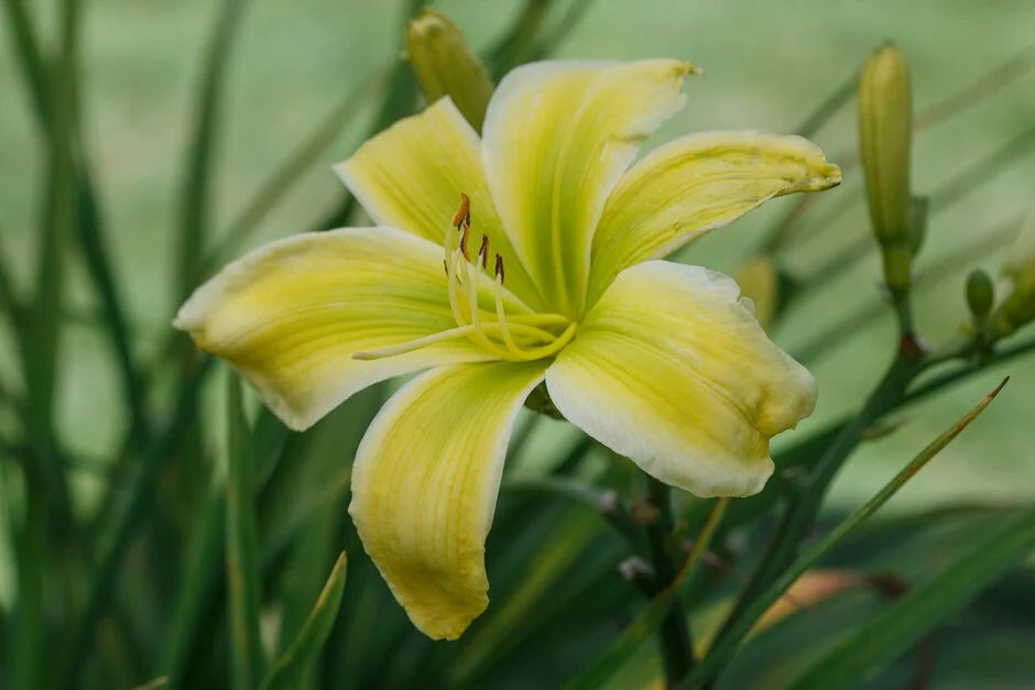 Light Green Hemerocallis Flower seeds for Planting - Cottage Garden Essential, Heirloom & GMO Free Seeds for Home Garden