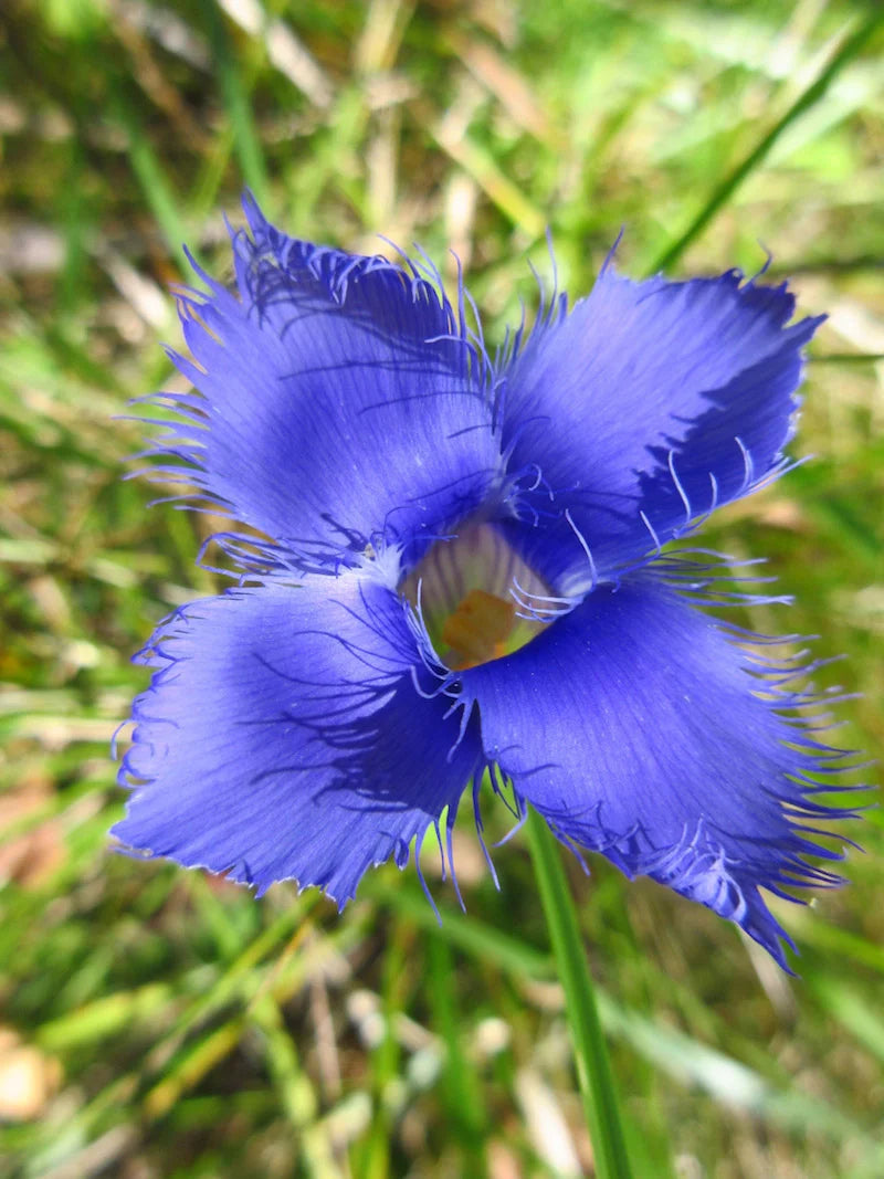 Blue Gentian Fringed Flower seeds for Planting - Fragrant Blossoms, Heirloom & GMO Free Seeds for Home Garden