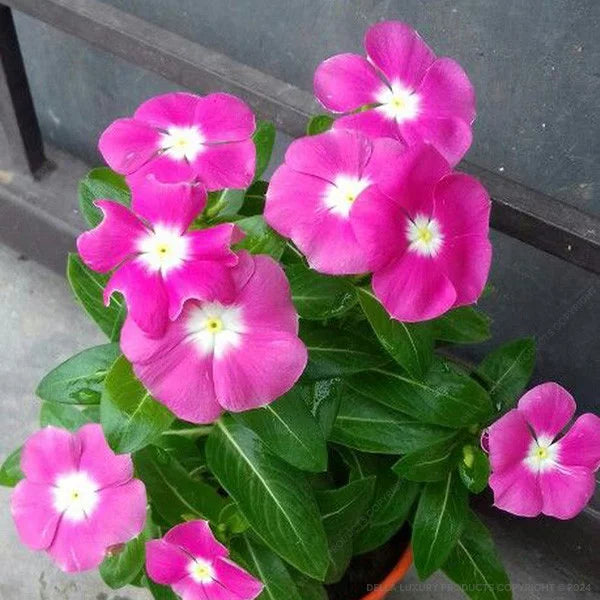 Pink Vinca Rosea Flower seeds for Planting - Shade Tolerant, Heirloom & GMO Free Seeds for Home Garden