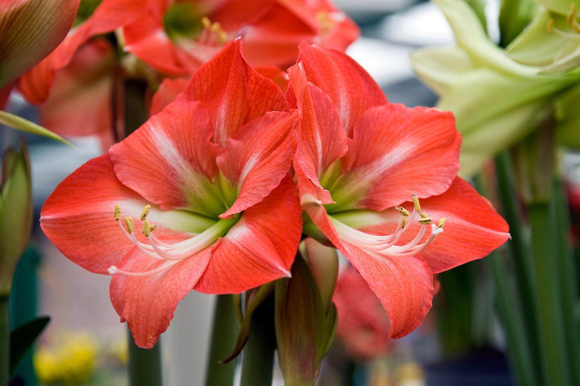 White Orange Amaryllis Flower seeds for Planting - Bright Blooms, Heirloom & GMO Free Seeds for Home Garden