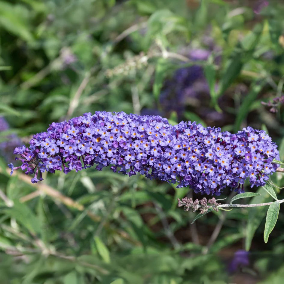 Dark Blue Buddleia Flower Seeds for Planting Drought Tolerant Heirloom & GMO Free Seeds for Home Garden
 
 Sale