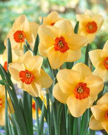 Orange Yellow Daffodil Flower seeds for Planting - Shade Tolerant, Heirloom & GMO Free Seeds for Home Garde