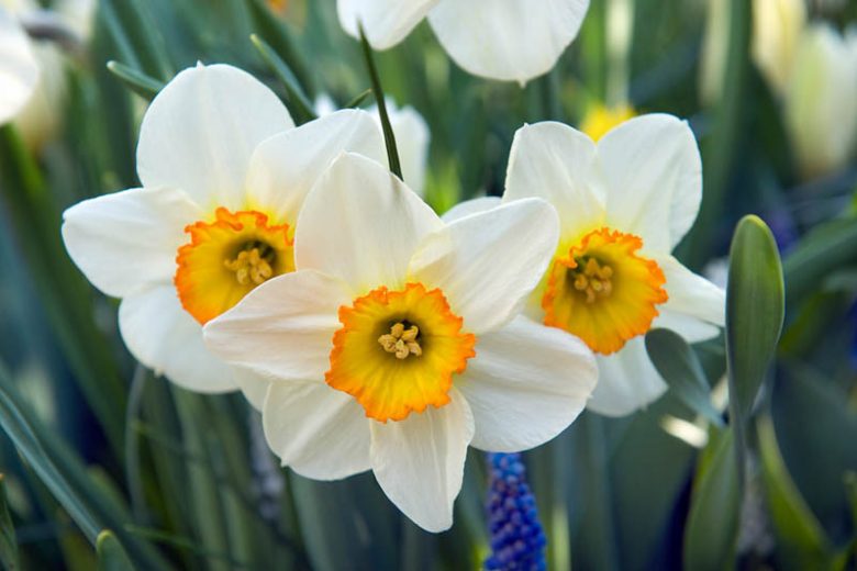 Narcissus Flower seeds for Planting - Cut Flower Favorite, Heirloom & GMO Free Seeds for Home Garden