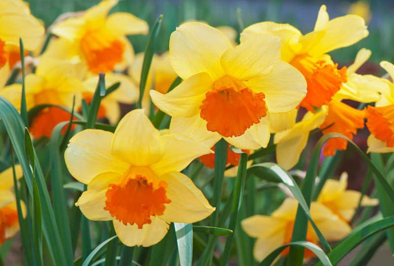 Yellow Orange Narcissus Flower Seeds for Planting Wildflower Mix Heirloom & GMO Free Seeds for Home Garden
 
 Sale
