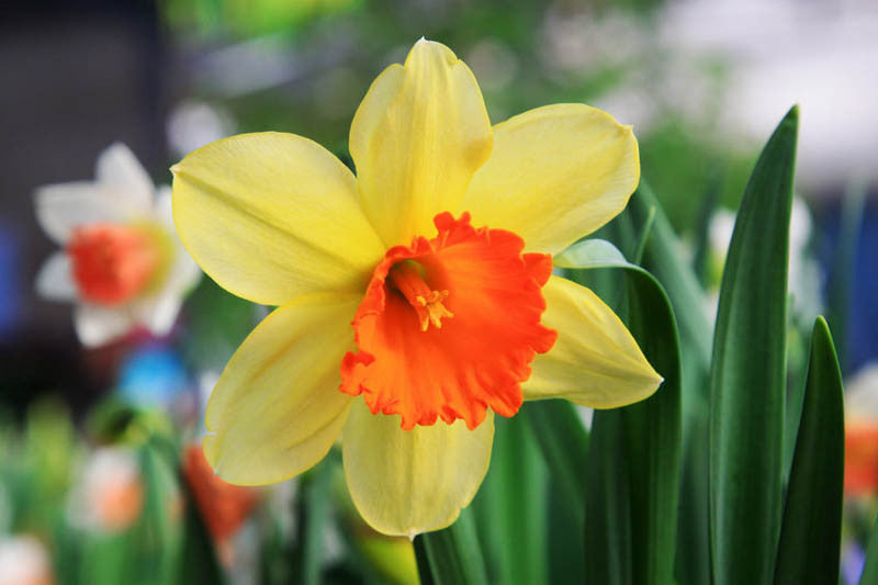 Light Yellow Red Narcissus Flower Seeds for Planting Pollinator Friendly Heirloom & GMO Free Seeds for Home Garden
 
 Sale