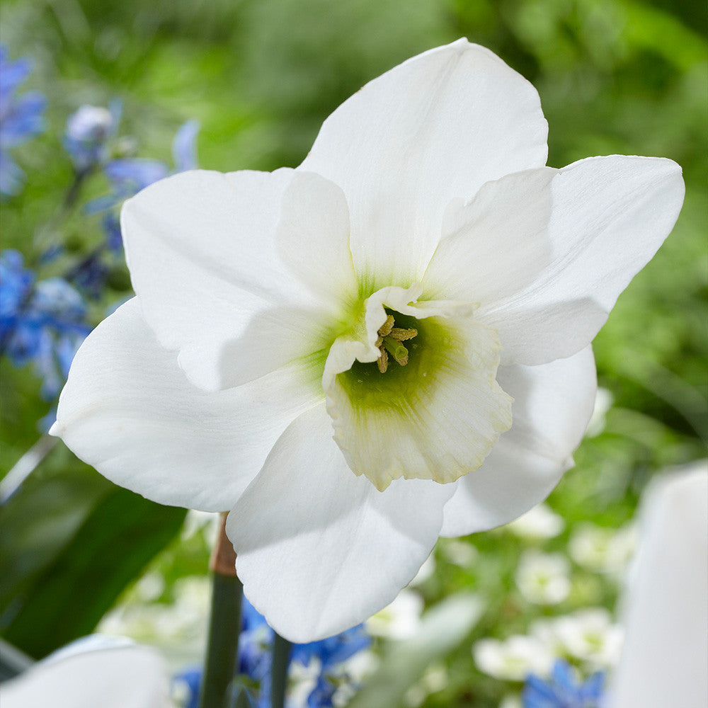 Light Green Narcissus Flower Seeds for Planting Easy to Grow Heirloom & GMO Free Seeds for Home Garden
 
 Sale