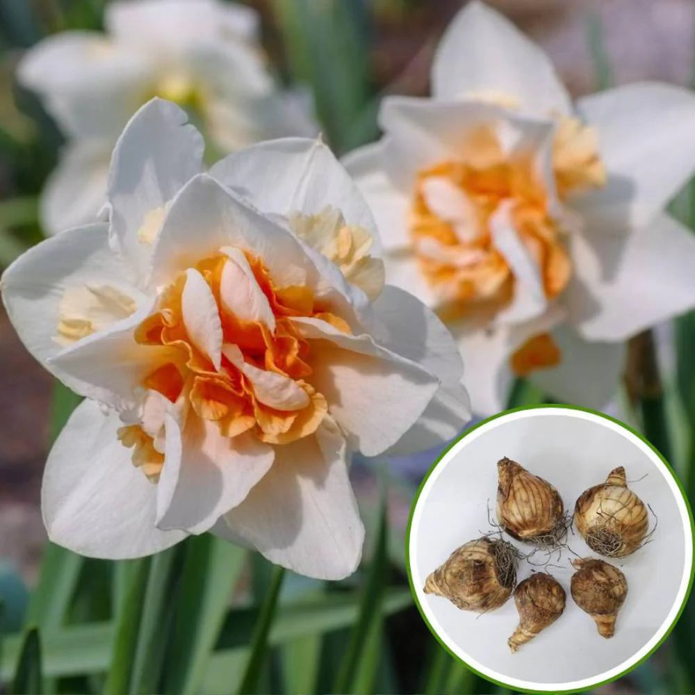 White Orange Double Narcissus Flower Seeds for Planting Pollinator Friendly Heirloom & GMO Free Seeds for Home Garden
 
 Sale