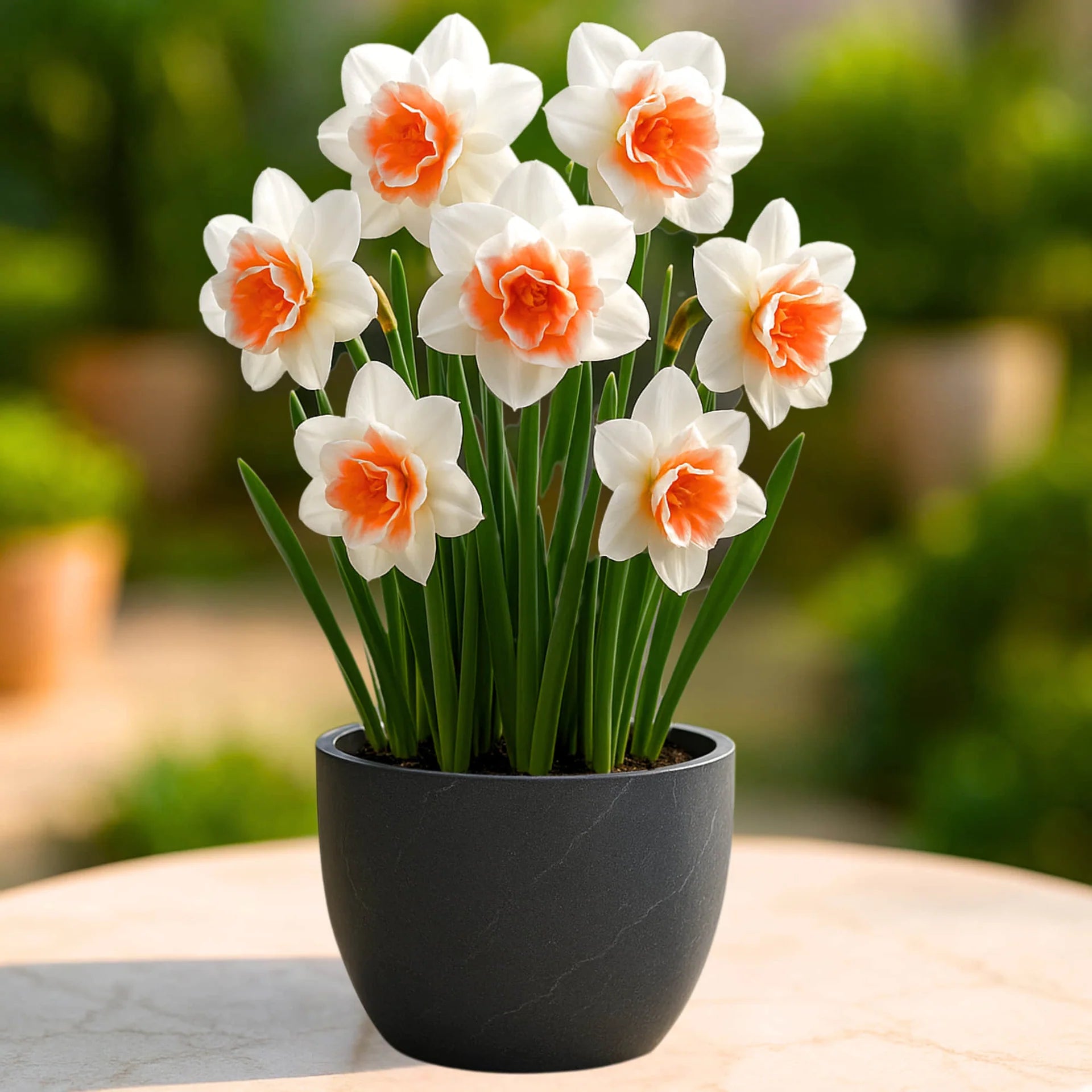White Orange Narcissus Flower Seeds for Planting Premium Quality Heirloom & GMO Free Seeds for Home Garden
 
 Sale