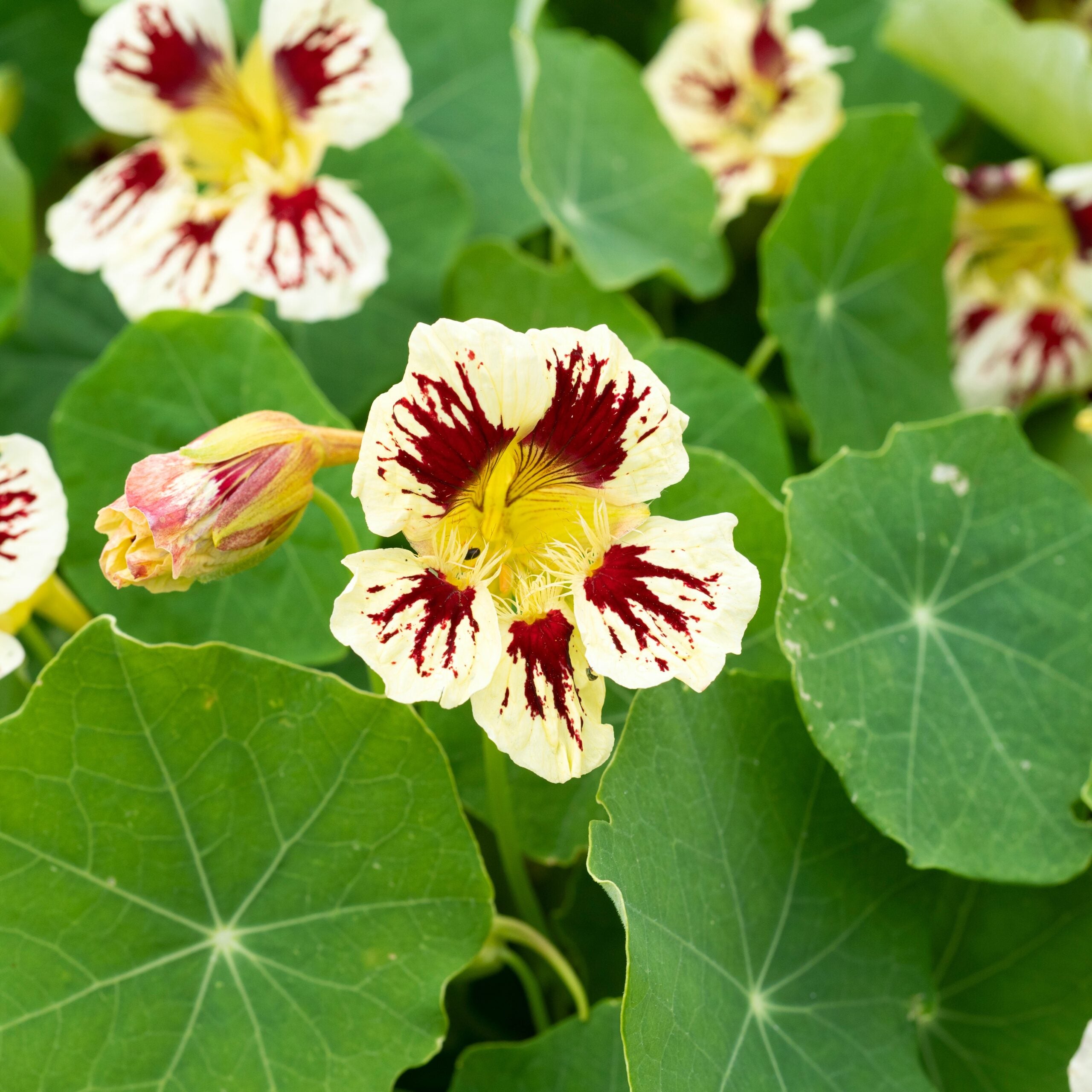Cream Ladybird Flower seeds for Planting - Wildflower Mix, Heirloom & GMO Free Seeds for Home Garden