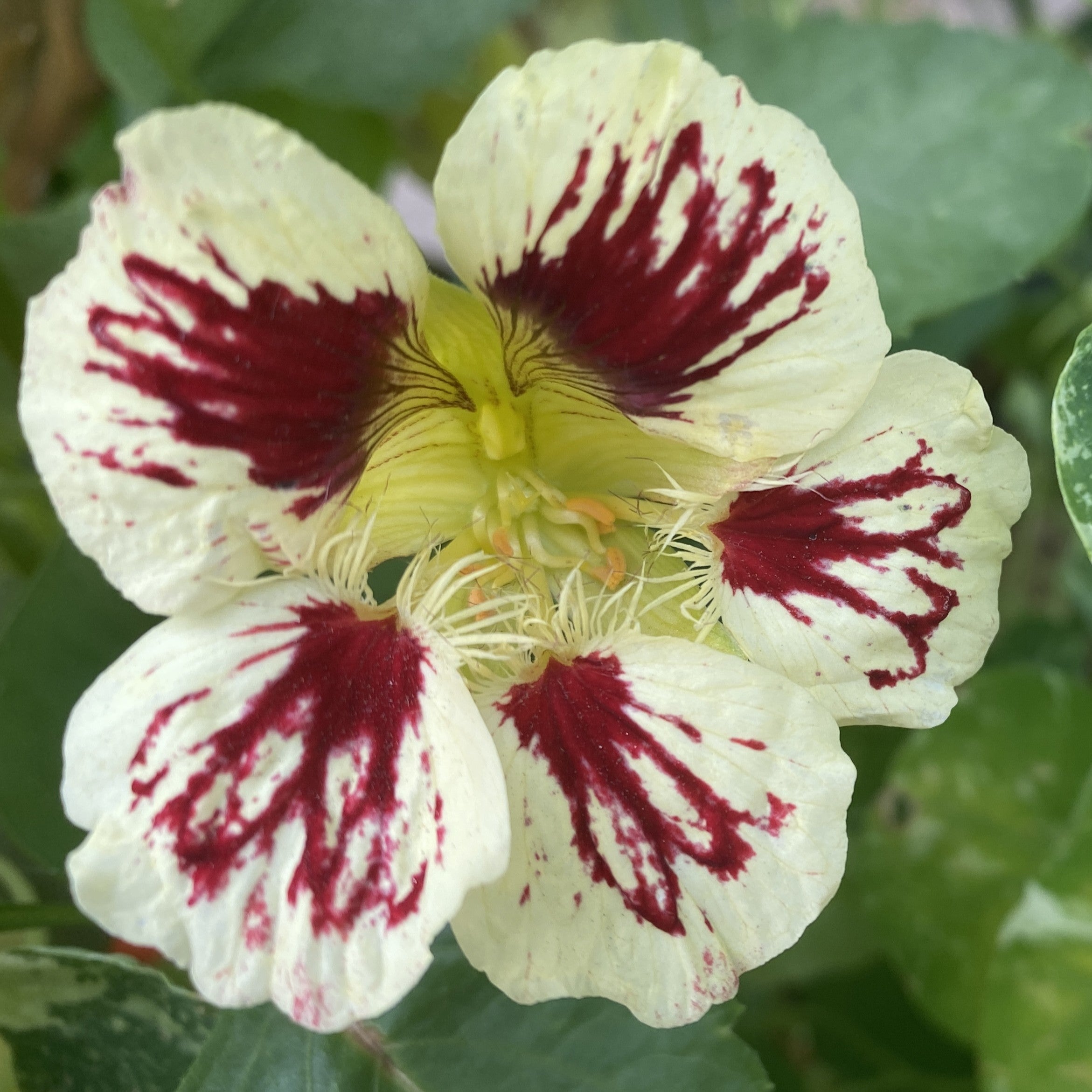 Cream Ladybird Flower seeds for Planting - Wildflower Mix, Heirloom & GMO Free Seeds for Home Garden