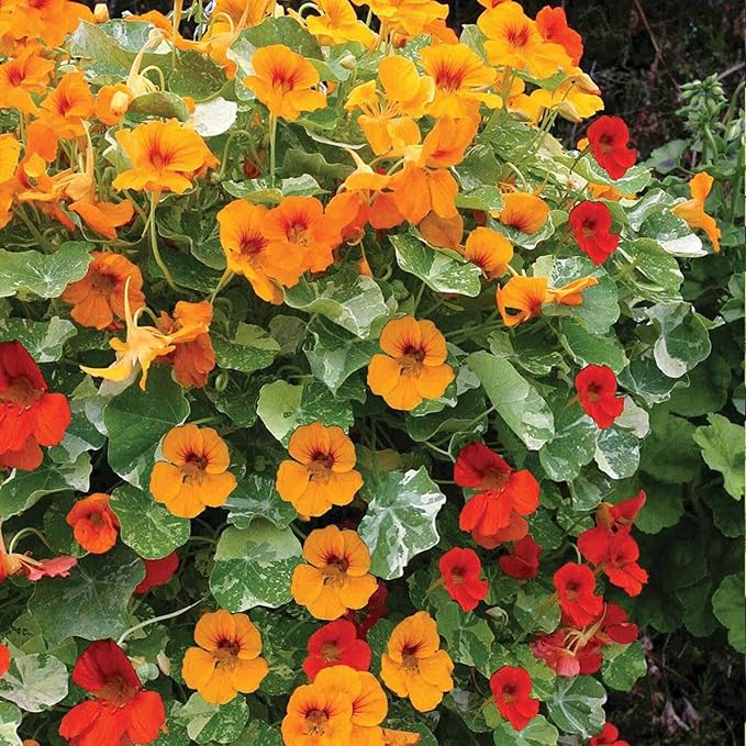 Nasturtium edible flowers in garden