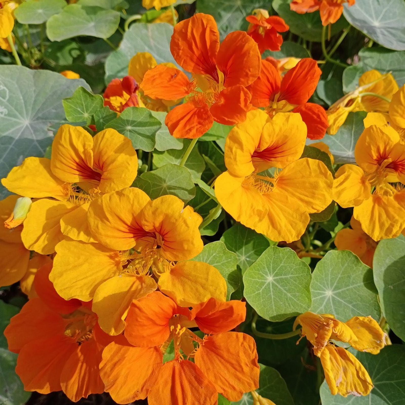 Nasturtium Flower seeds for Planting Long Bloom Season Heirloom & GMO Free Seeds for Home Garden