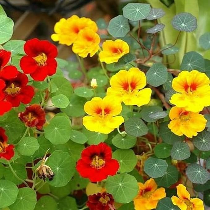 Ornamental Nasturtium flowering plant