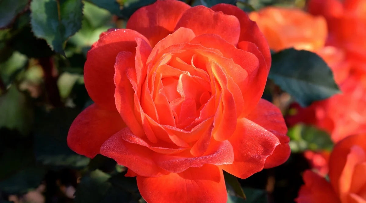 Dark Red Orange Rose Flower Seeds for Planting Heirloom NONGMO Seeds Easy to Grow Blooms Pollinator Friendly 
 
 Sale