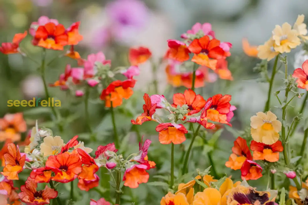 Nemesia flowering seeds for gardens