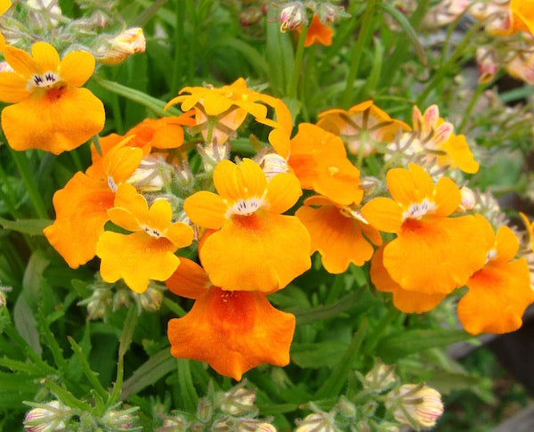 Orange Nemesia Flower seeds for Planting - Seasonal Bloomer, Heirloom & GMO Free Seeds for Home Garden