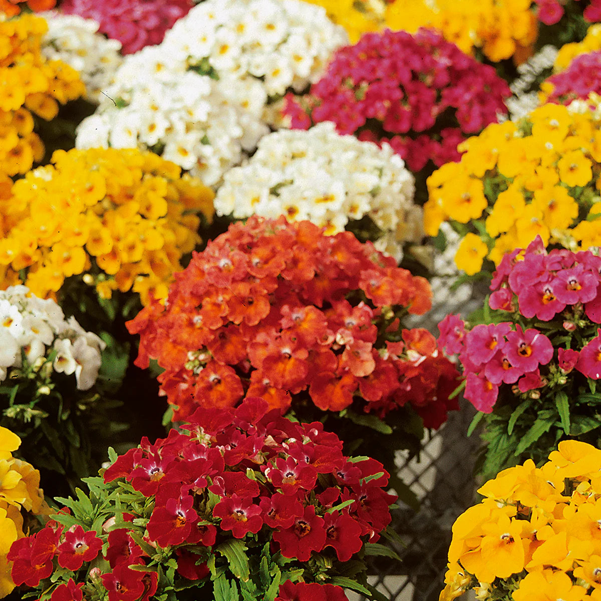 Mixed Nemesia Carnival Flower seeds for Planting - Bright Blooms, Heirloom & GMO Free Seeds for Home Garden