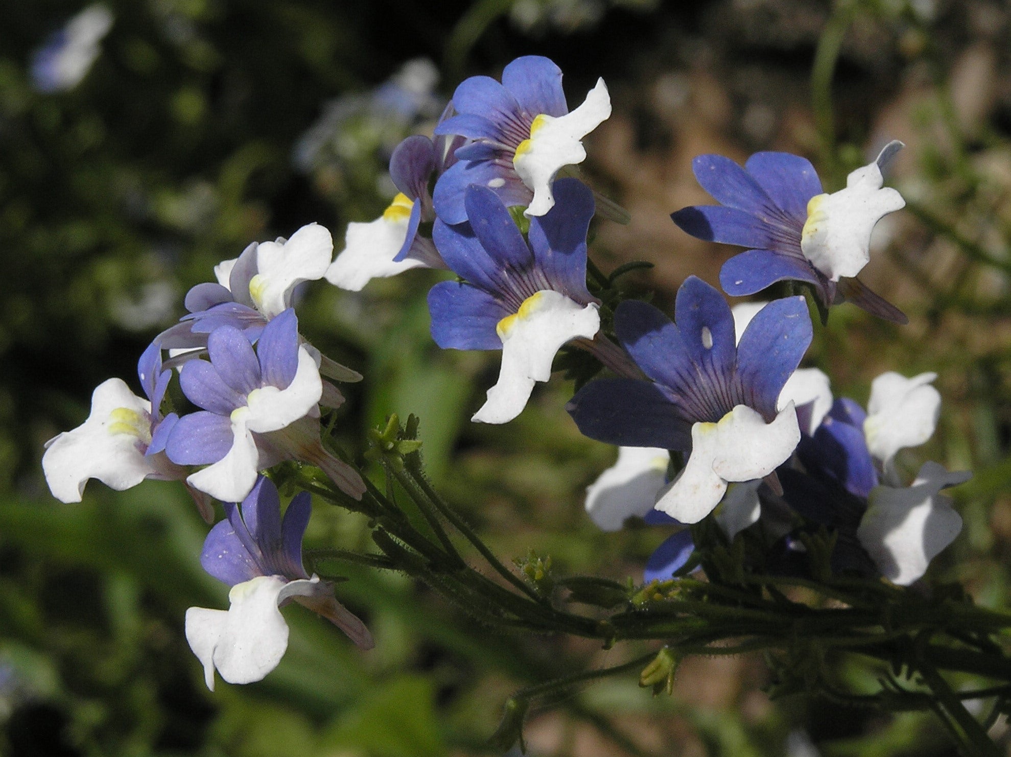 Nemesia Strumosa Flower seeds for Planting Cottage Garden Essential Heirloom & GMO Free Seeds for Home Garden