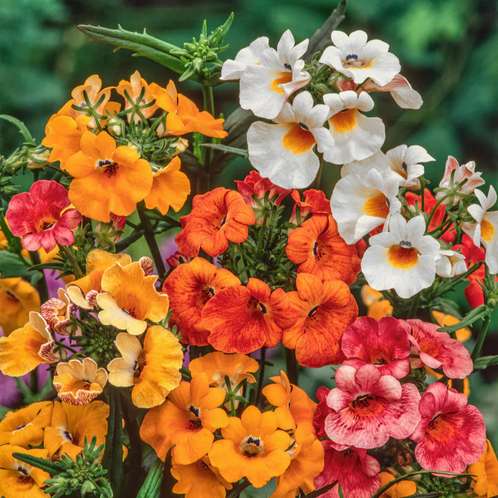 Mixed Carnival Flower seeds for Planting - Fragrant Blossoms, Heirloom & GMO Free Seeds for Home Garden