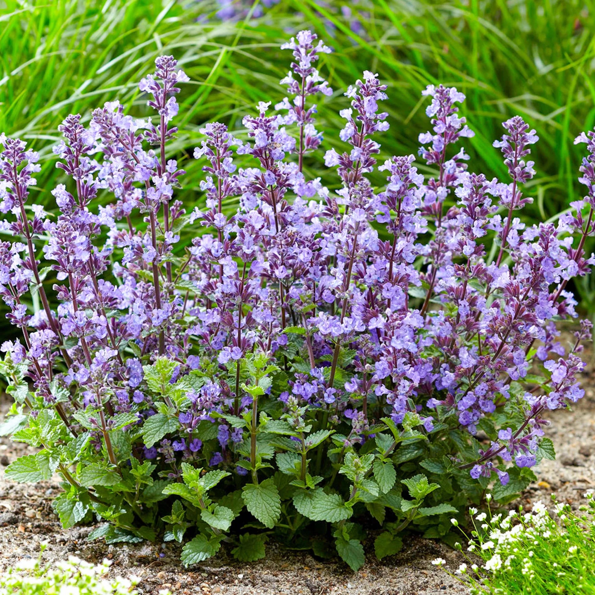 Blue Catmint Flower Seeds for Planting – Heirloom, Non-GMO, High Germination Organic Garden Seeds