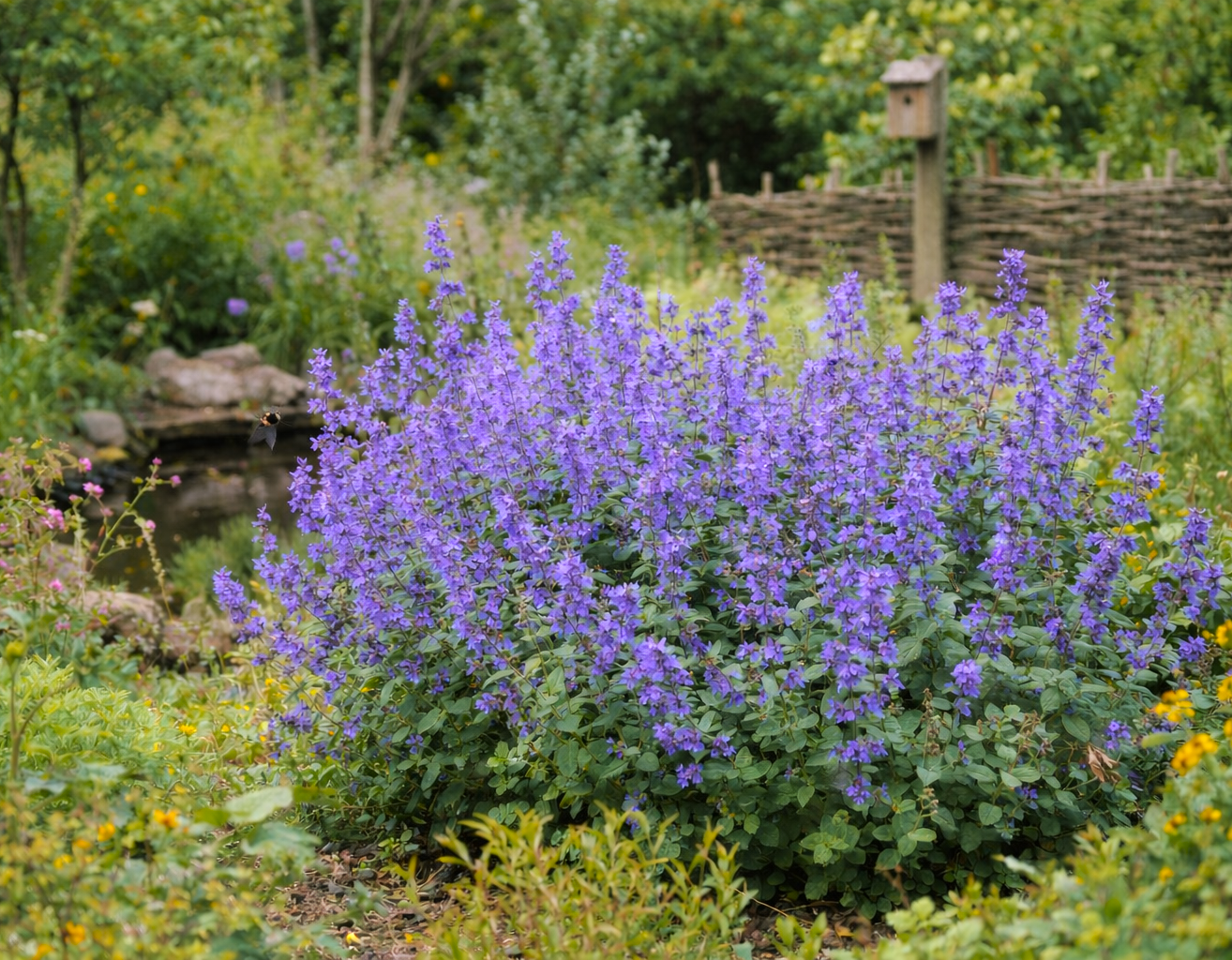 Nepeta Flower seeds for Planting Low Maintenance Heirloom & GMO Free Seeds for Home Garden