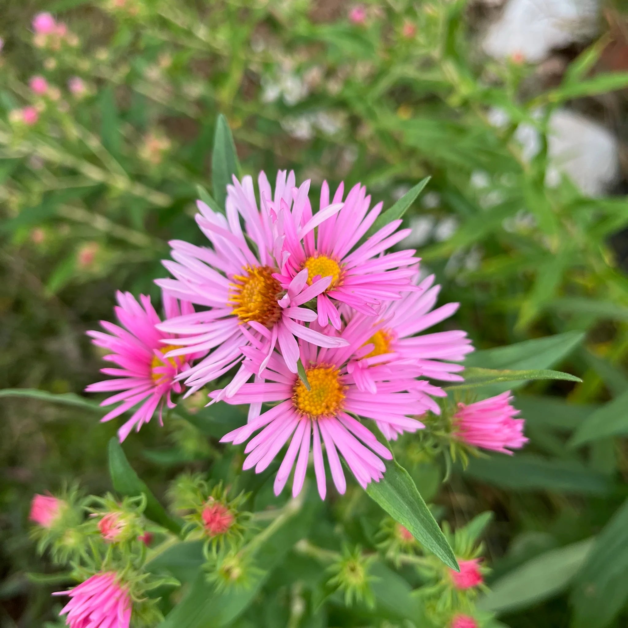 Light Pink Aster Flower Seeds for Planting Low Maintenance Heirloom & GMO Free Seeds for Home Garden
 
 Sale