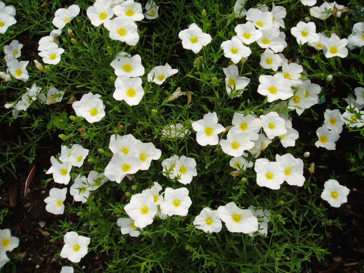 Nierembergia (Nierembergia Flower) seeds for planting in home garden