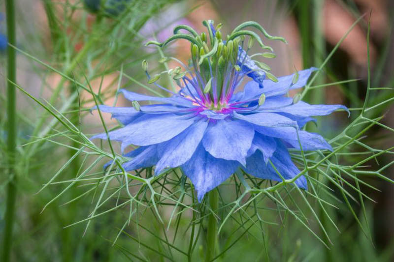 Love in A Mist Flower seeds for Planting Fragrant Blossoms Heirloom & GMO Free Seeds for Home Garden
