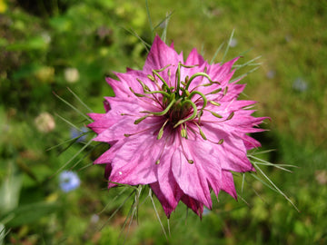 Pink Nigella Damascena Flower seeds for Planting - Wildflower Mix, Heirloom & GMO Free Seeds for Home Garden