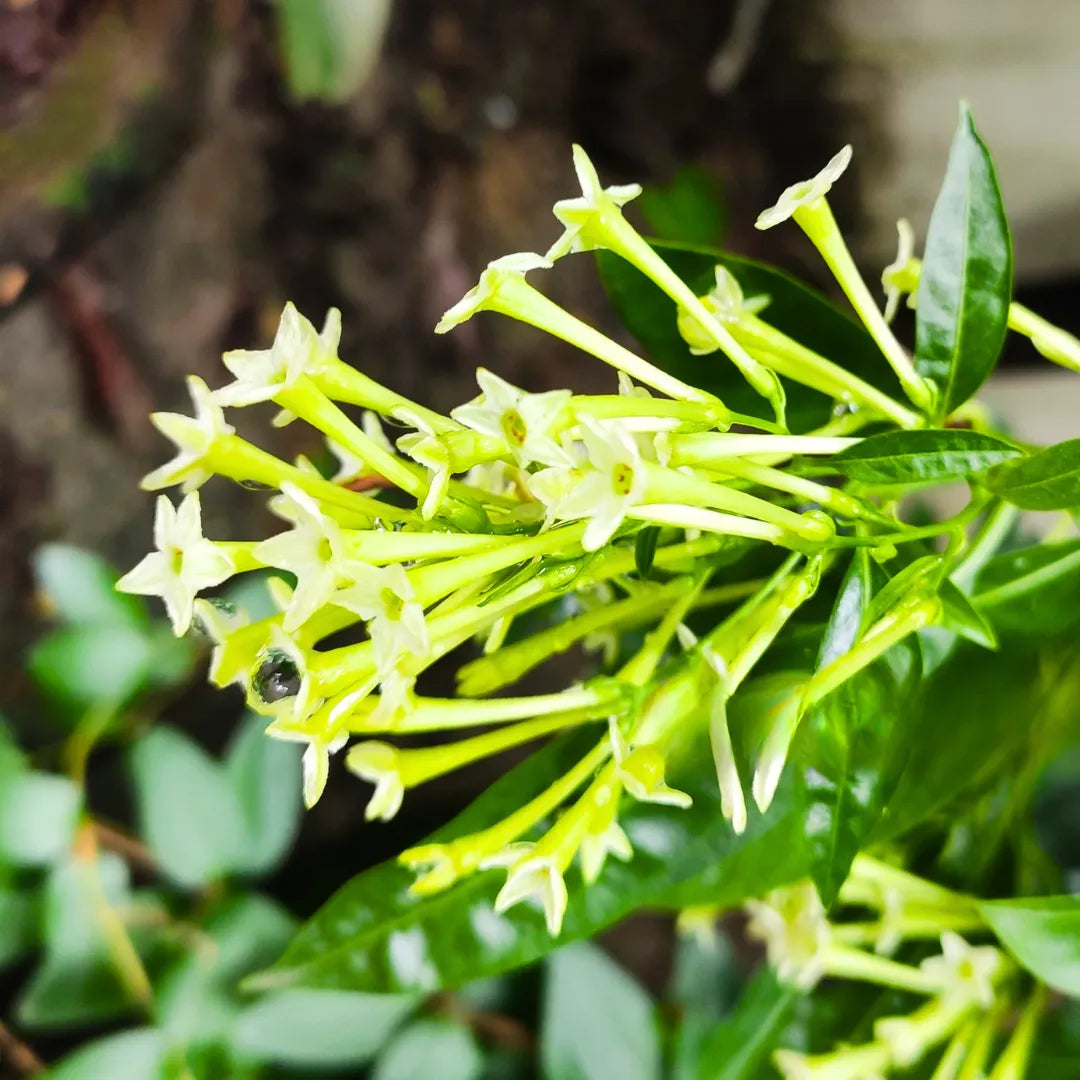 Night Blooming Star Jasmine Cestrum nocturnum Flowers for Planting in Garden and Night Garden