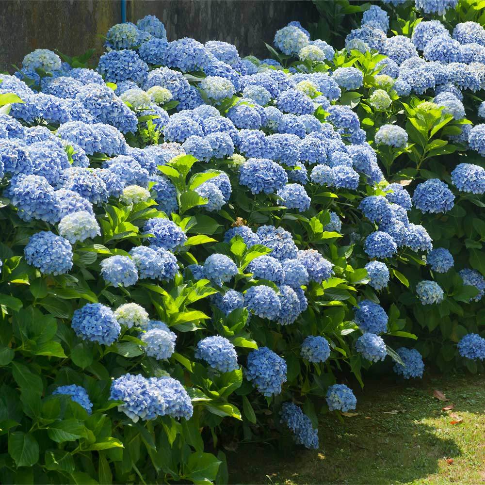 Green Blue Hydrangea Flower seeds for Planting - Sun Loving, Heirloom & GMO Free Seeds for Home Garden