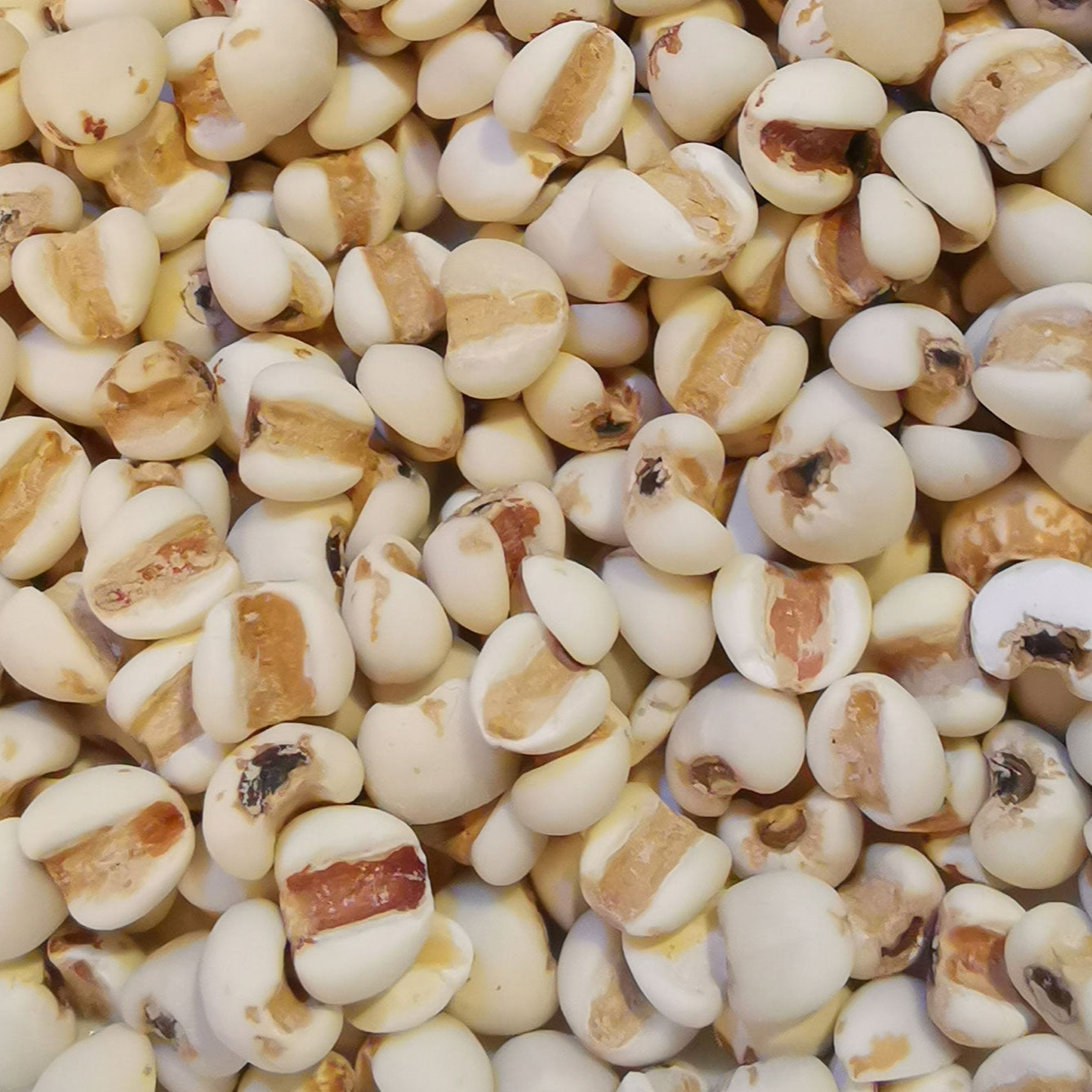 Organic Job’s Tears Plant Seeds – Natural Bead and Wellness Herb