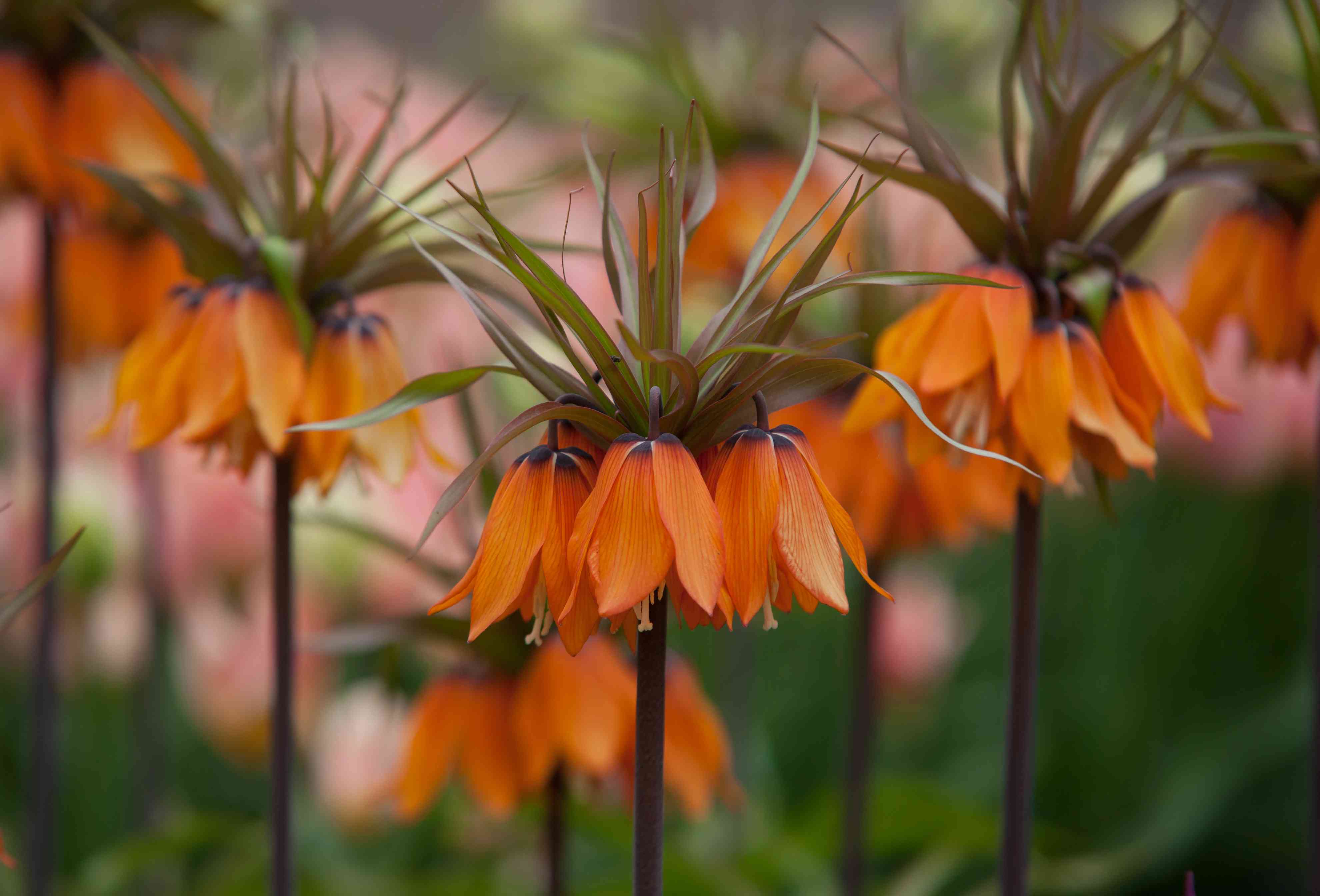 Non-GMO Fritillaria Imperialis Seeds