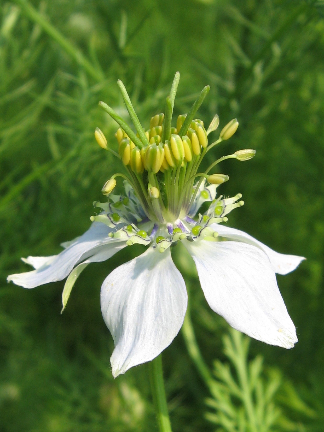White Autumn Flower seeds for Planting - Premium Quality, Heirloom & GMO Free Seeds for Home Garden
