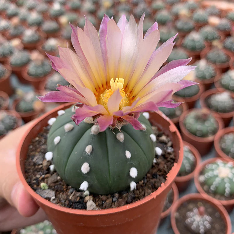Mixed Astrophytum Flower seeds for Planting - Drought Tolerant, Heirloom & GMO Free Seeds for Home Garden