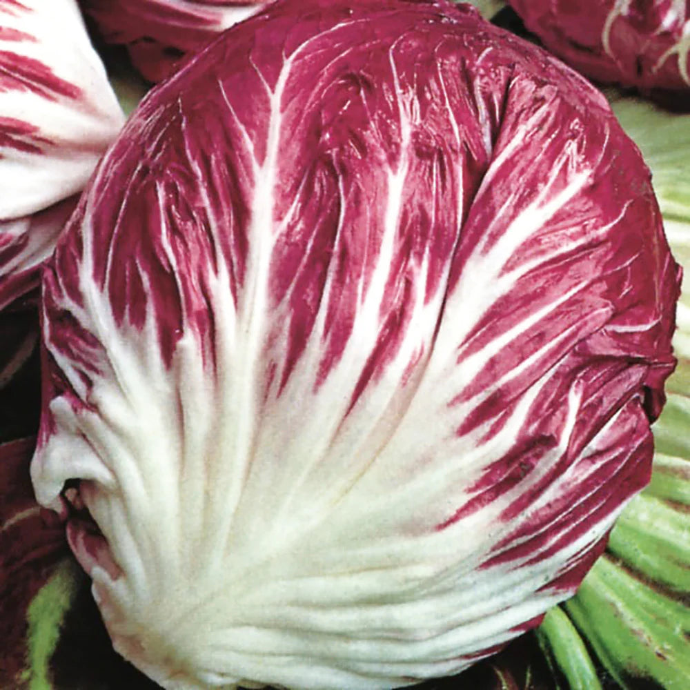 Red & White Radicchio Vegetable Seeds for Planting