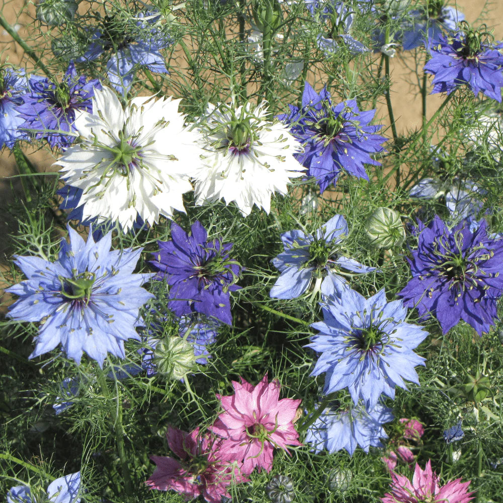 Mixed Nigella Damascena Flower seeds for Planting - Colorful Display, Heirloom & GMO Free Seeds for Home Garden