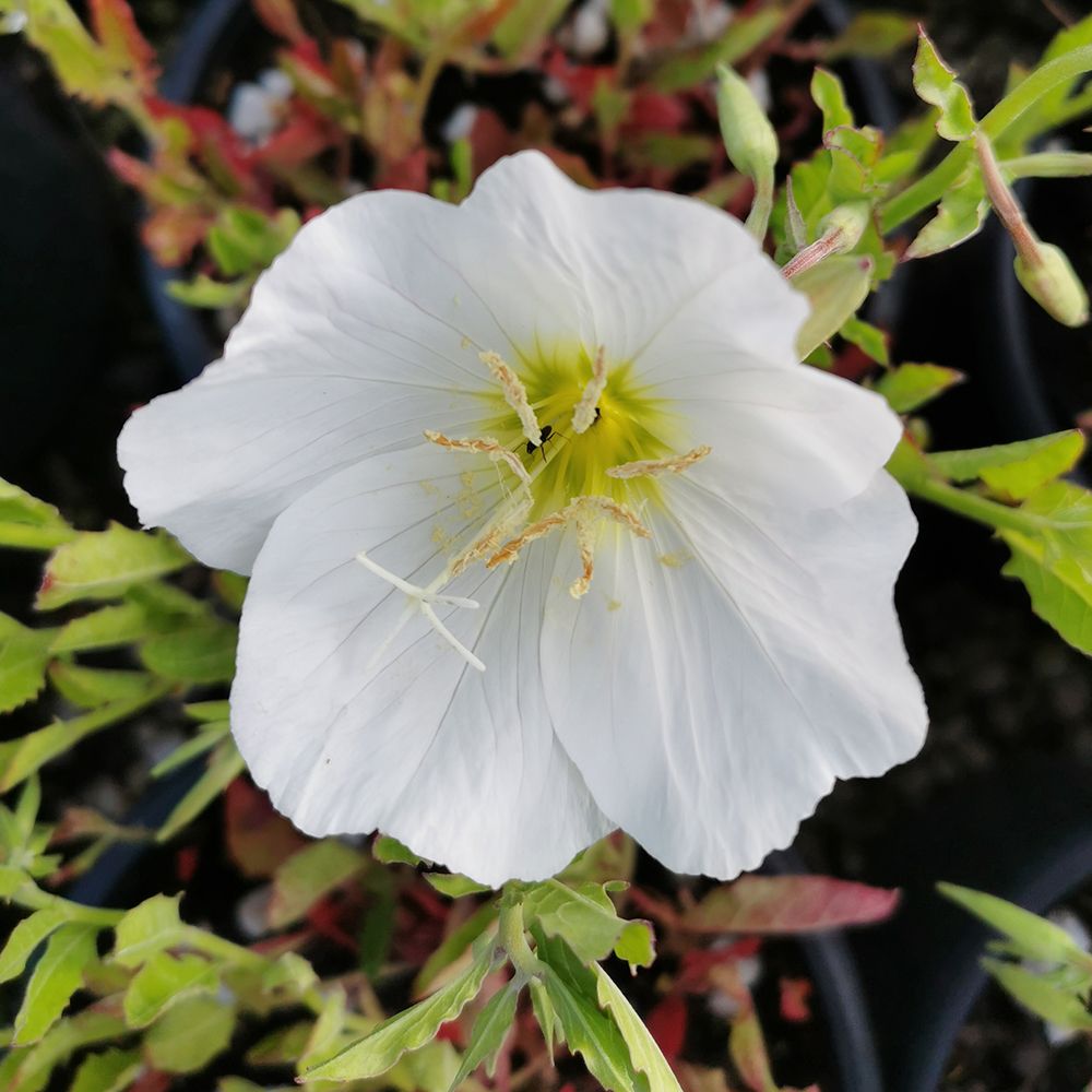White Evening Primrose Flower seeds for Planting - Compact Growth, Heirloom & GMO Free Seeds for Home Garden