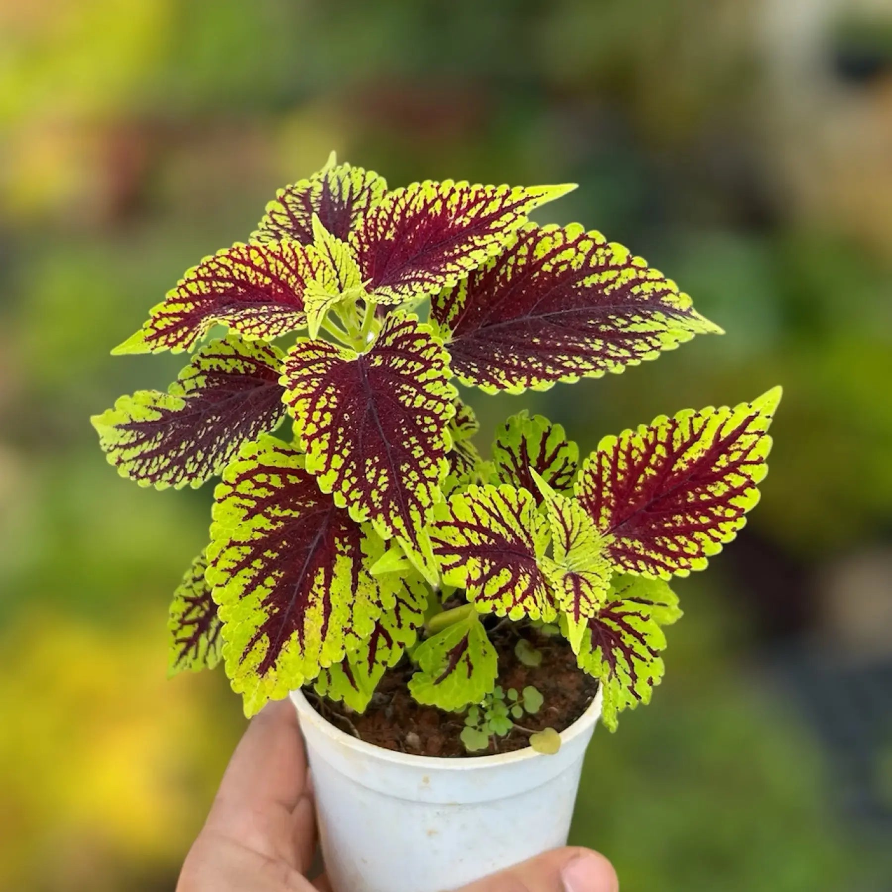Yellow Red Coleus Flower seeds for Planting - Long Bloom Season, Heirloom & GMO Free Seeds for Home Garden